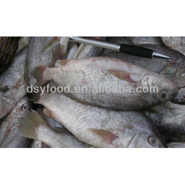 Frozen Whole Round Croaker